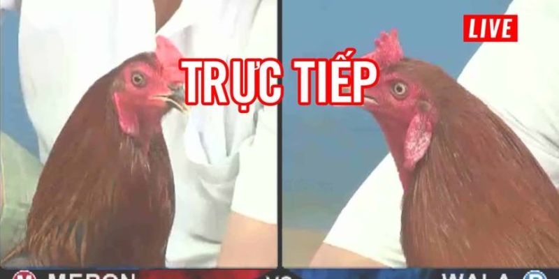 Live trực tiếp tại các trường đấu danh tiếng, chất lượng cao