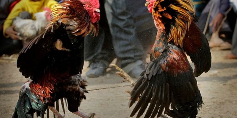 Ws168 chuyên cung cấp các trận đấu kê đẳng cấp